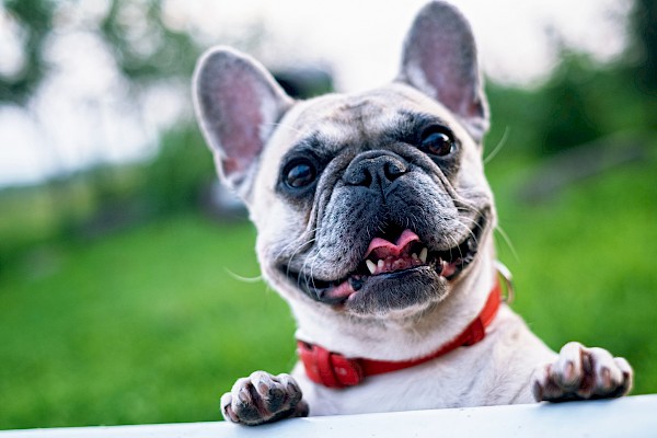 The Healing Power of Pets in Older Age
